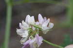 Purple crownvetch